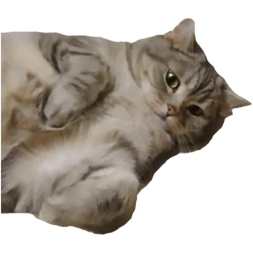 😼 Стикер «Шлёпанцы» для Telegram