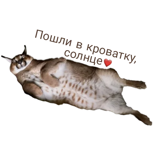🛏 Стикер «Шлёпанцы» для Telegram