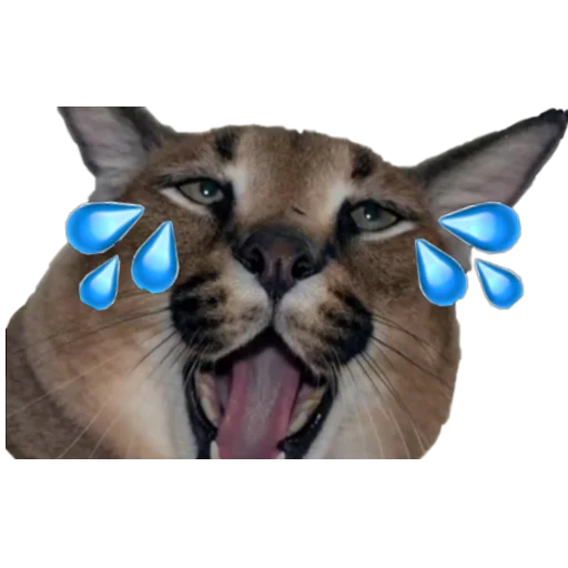 😂 Стикер «Шлёпанцы» для Telegram