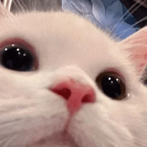🥺 Стикер «карман порвался» для Telegram
