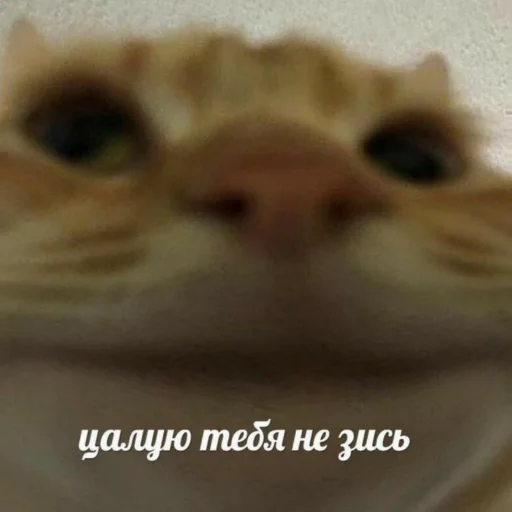 😘 Стикер «Каросука2» для Telegram