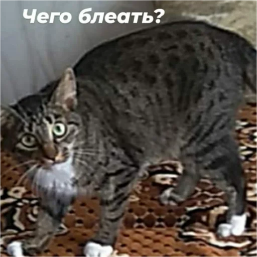 ❓ Стикер «Каросука2» для Telegram