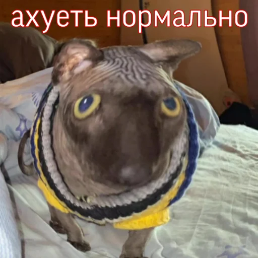 😨 Стикер «Каросука2» для Telegram