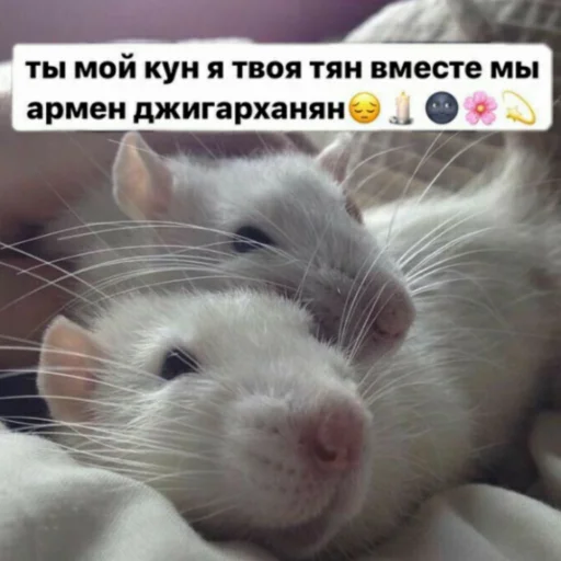 🥰 Стикер «Каросука2» для Telegram
