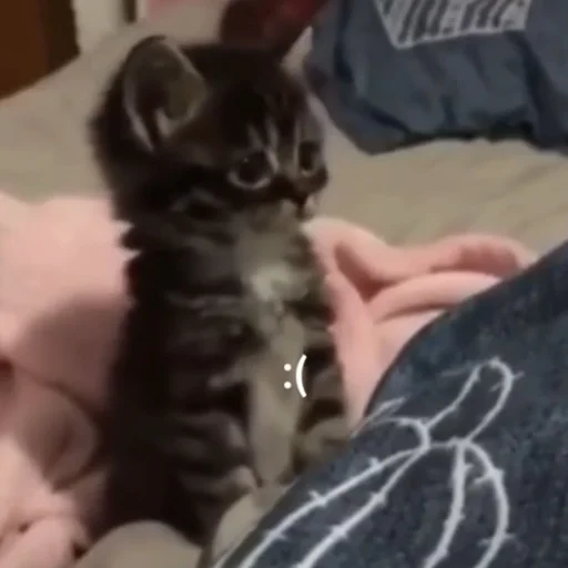 🥺 Стикер «💕💕💕» для Telegram