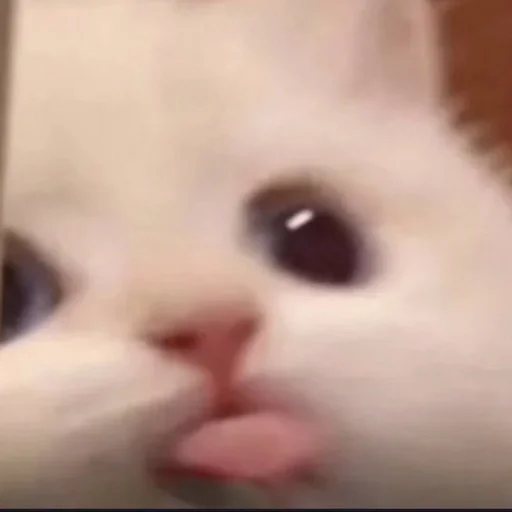 😛 Стикер «💕💕💕» для Telegram