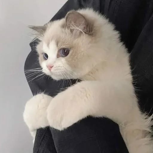 🙄 Стикер «💕💕💕» для Telegram