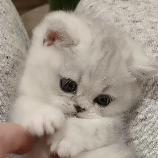 ☹️ Стикер «💕💕💕» для Telegram