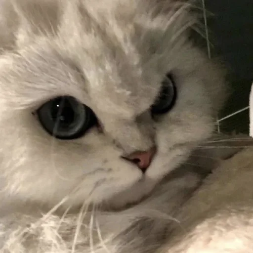 😡 Стикер «💕💕💕» для Telegram