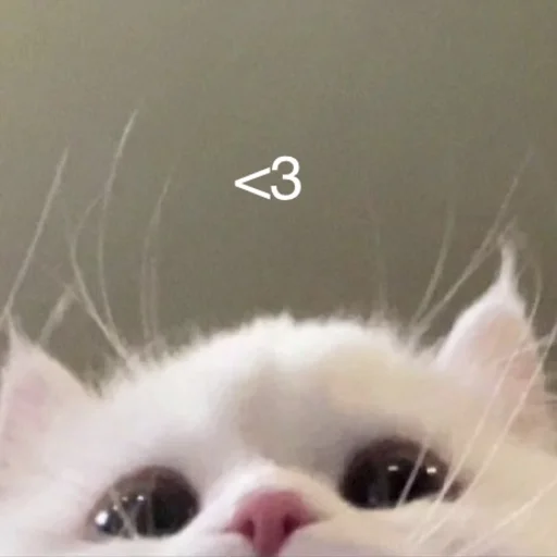 🤍 Стикер «💕💕💕» для Telegram