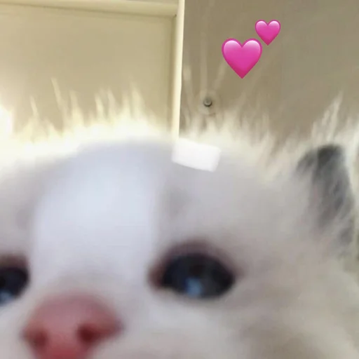 💕 Стикер «💕💕💕» для Telegram