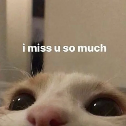 🥺 Стикер «💕💕💕» для Telegram