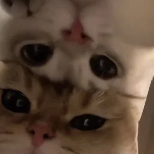 ❣️ Стикер «💕💕💕» для Telegram