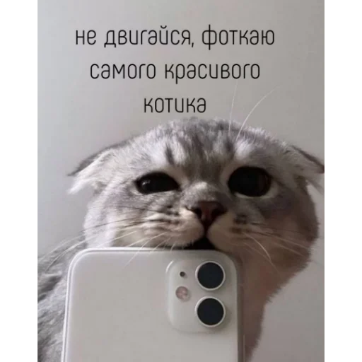 🥰 Стикер «kartinochki meow 8» для Telegram
