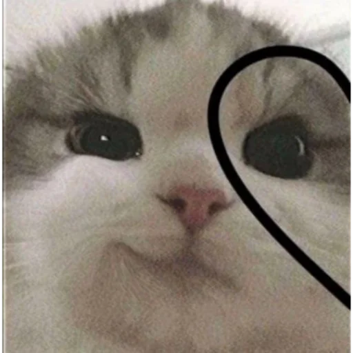 ❤️ Стикер «kartinochki meow 8» для Telegram