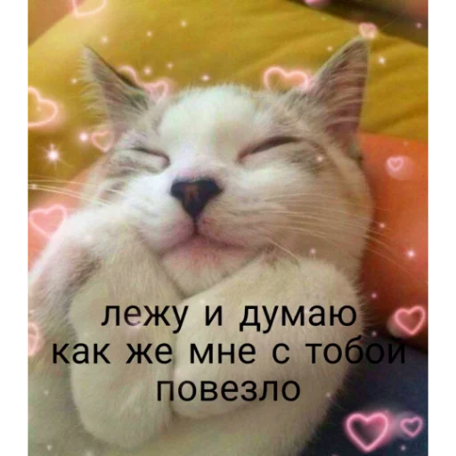 🥰 Стикер «kartinochki meow 8» для Telegram