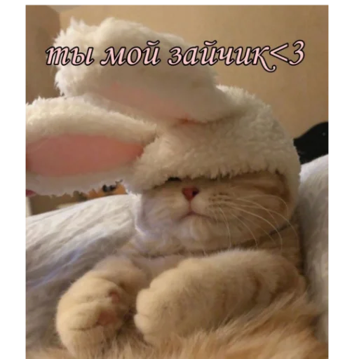 🥰 Стикер «kartinochki meow 8» для Telegram