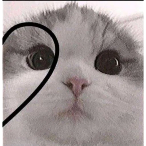 ❤️ Стикер «kartinochki meow 8» для Telegram