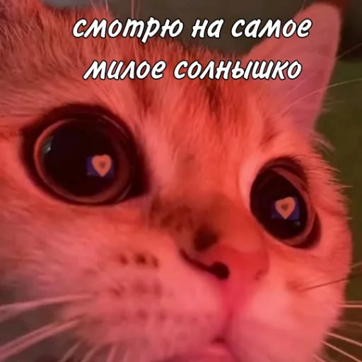 😍 Стикер «kartinochki meow 8» для Telegram
