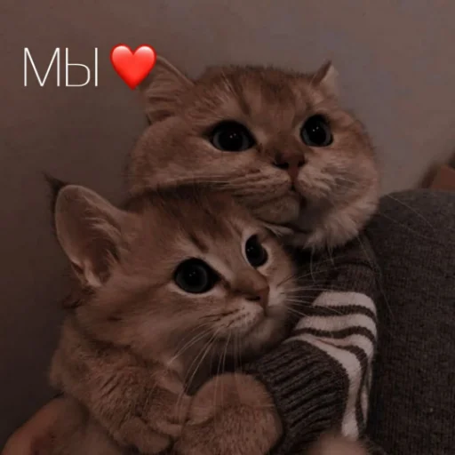 ❤️ Стикер «kartinochki meow 8» для Telegram