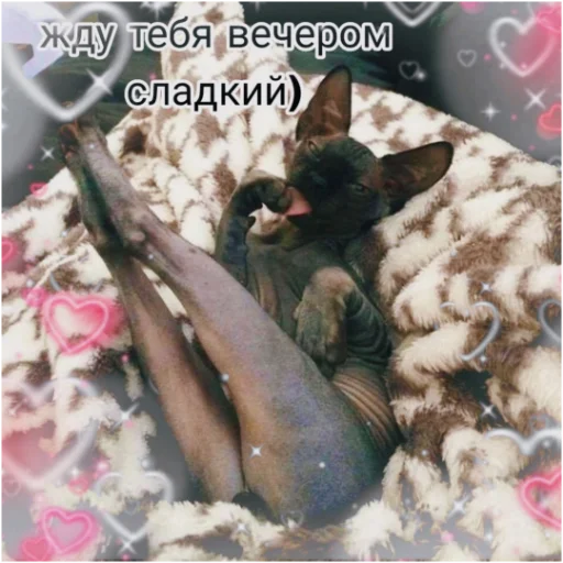 😘 Стикер «kartinochki meow 8» для Telegram