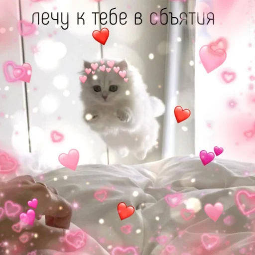 🥰 Стикер «kartinochki meow 8» для Telegram