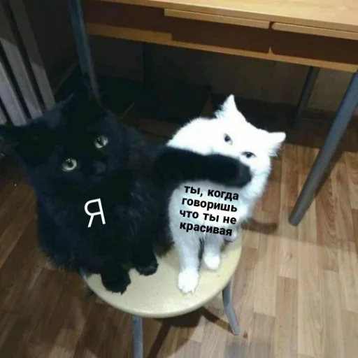 😠 Стикер «kartinochki meow 8» для Telegram