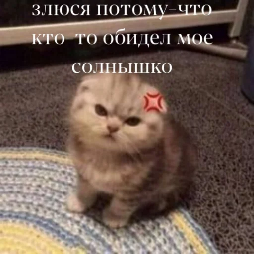 😡 Стикер «kartinochki meow 8» для Telegram