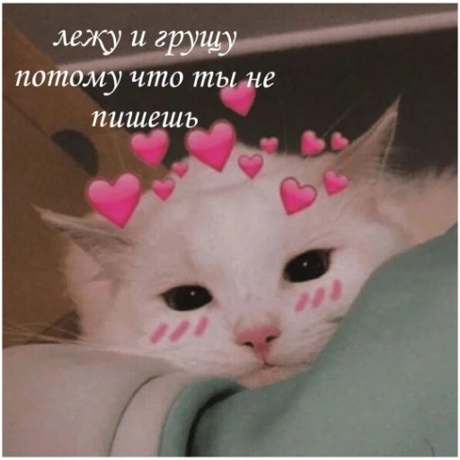 Стикерпак kartinochki meow 8 для Telegram