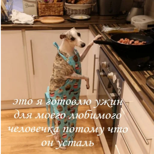😘 Стикер «kartinochki meow 8» для Telegram