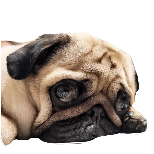 🥺 Стикер «Каська» для Telegram