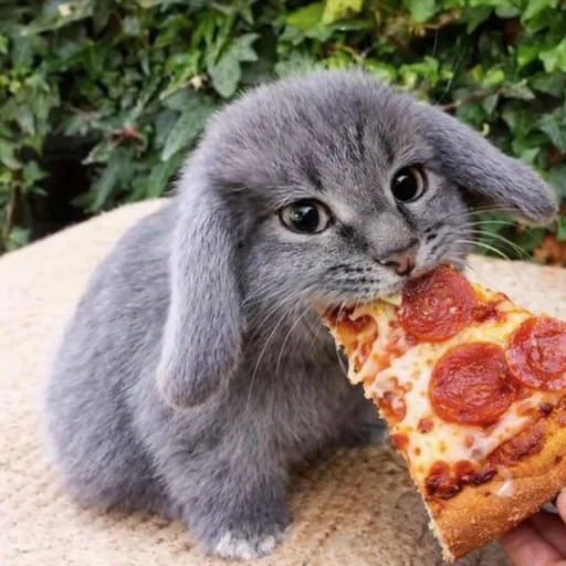 🐱 Стикер «катафеи» для Telegram