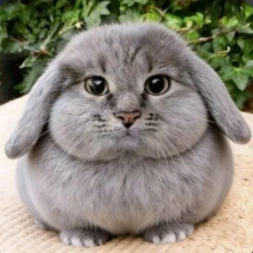 🐱 Стикер «катафеи» для Telegram