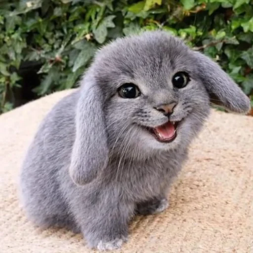 🐱 Стикер «катафеи» для Telegram