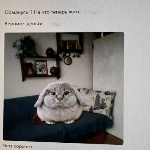 🐱 Стикер «катафеи» для Telegram