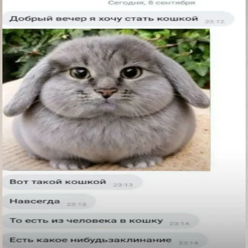 🐱 Стикер «катафеи» для Telegram