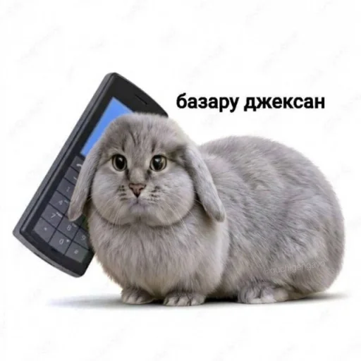 🐱 Стикер «катафеи» для Telegram