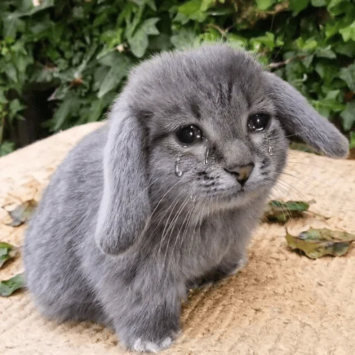 🐱 Стикер «катафеи» для Telegram