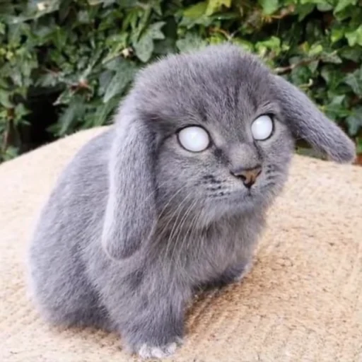 🐱 Стикер «катафеи» для Telegram