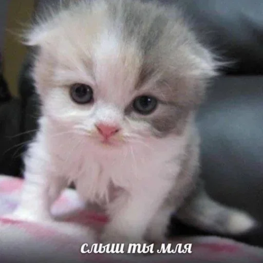 🍰 Стикер «котёнок няша» для Telegram