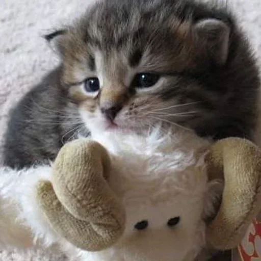 🐾 Стикер «котёнок няша» для Telegram