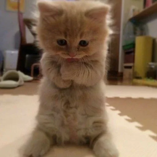 🍭 Стикер «котёнок няша» для Telegram