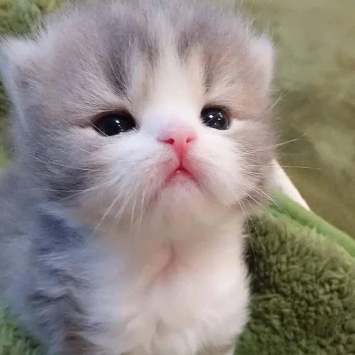 🍼 Стикер «котёнок няша» для Telegram