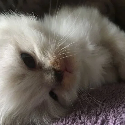 🎀 Стикер «котёнок няша» для Telegram