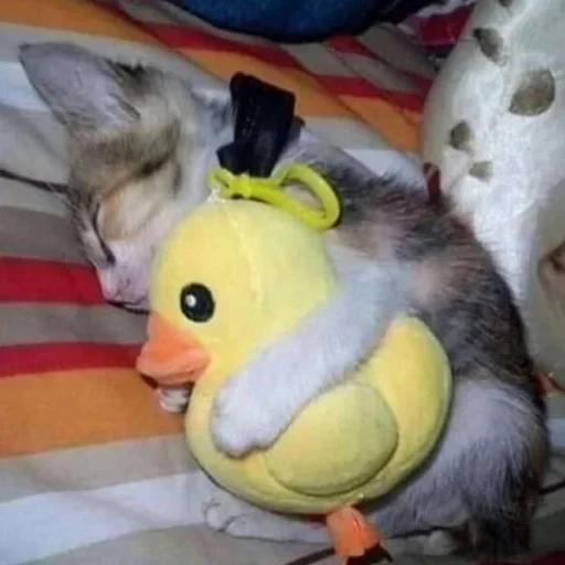 🎀 Стикер «котёнок няша» для Telegram