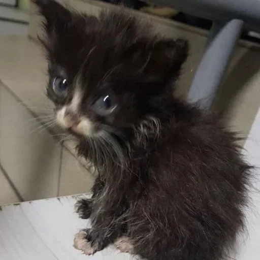 🐈 Стикер «котёнок няша» для Telegram