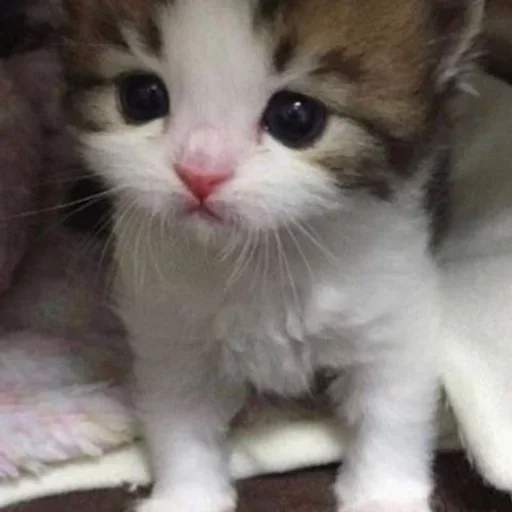 🍬 Стикер «котёнок няша» для Telegram