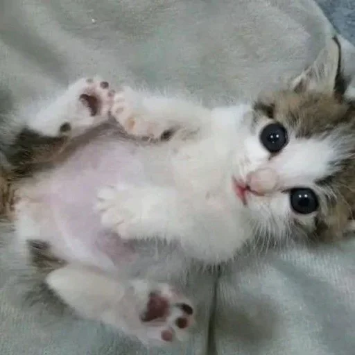 🐶 Стикер «котёнок няша» для Telegram