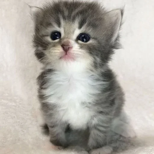 🍧 Стикер «котёнок няша» для Telegram