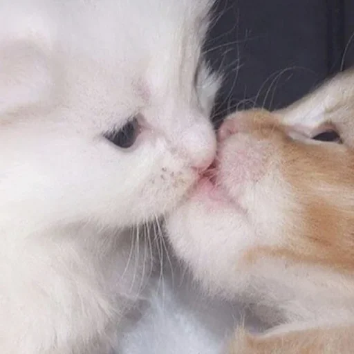 ☁️ Стикер «котёнок няша» для Telegram